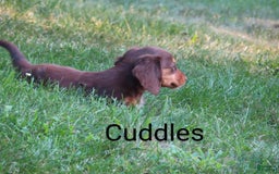 Dachshund dogs for sale: Cuddles - Image 3