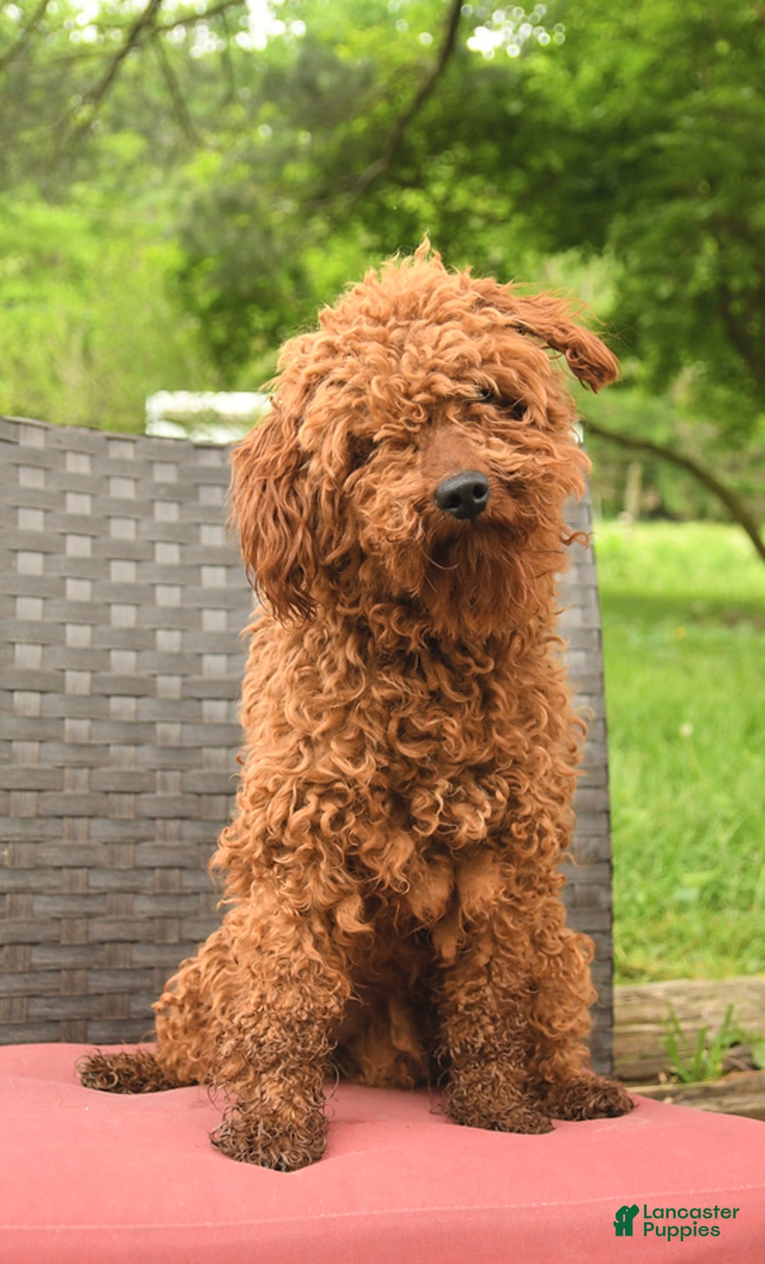 Miniature Poodle dogs for sale: Elmer - Image 6