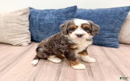 Mini Bernedoodle dogs for sale: Benson - Image 10