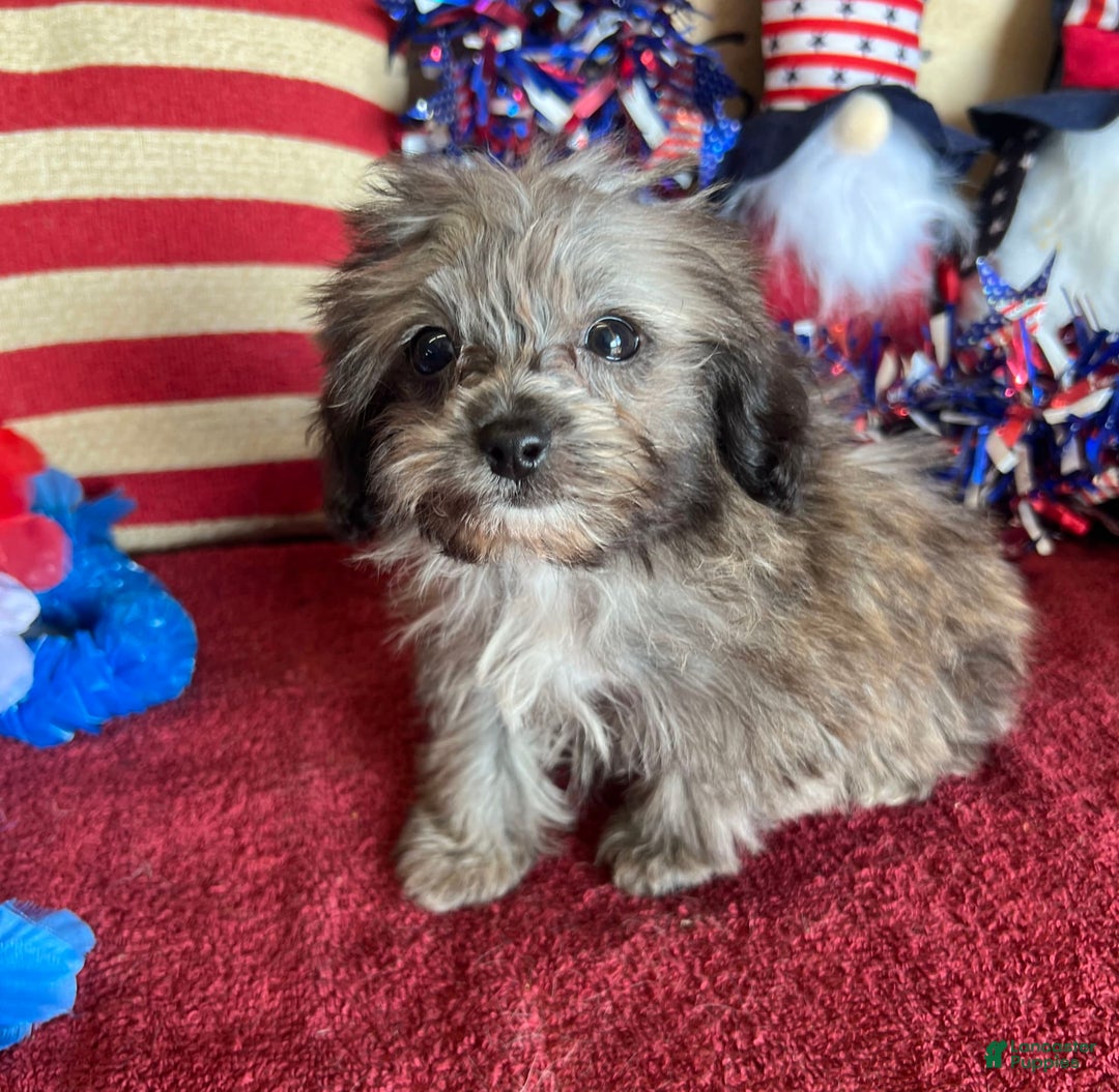 Maltipoo dogs for sale: Frosty - Image 8