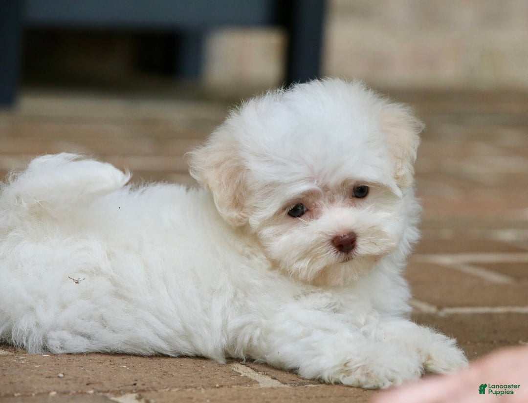Havanese dogs for sale: Winnie - Image 5