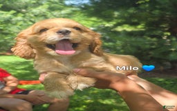 Cocker Spaniel dogs for sale: Milo - Image 7