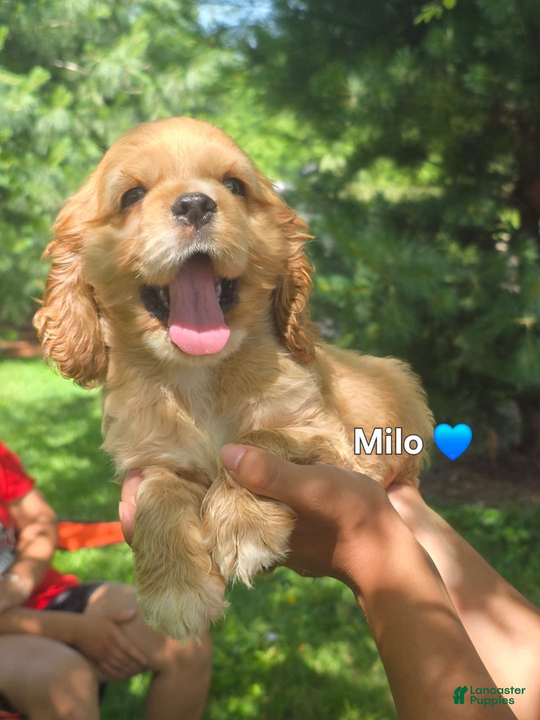 Cocker Spaniel dogs for sale: Milo - Image 7