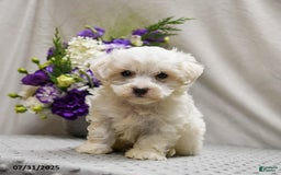Teddy Bear dogs for sale: Twix - Image 1