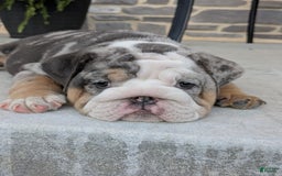 English Bulldog dogs for sale: Lexi - Image 2