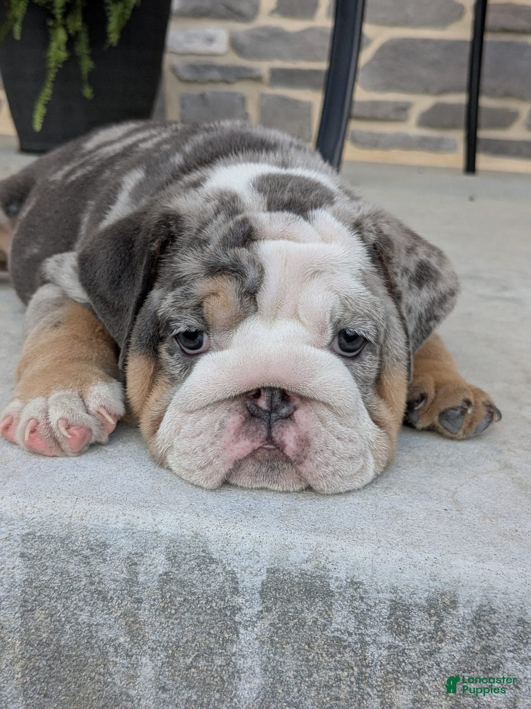 English Bulldog dogs for sale: Lexi - Image 2