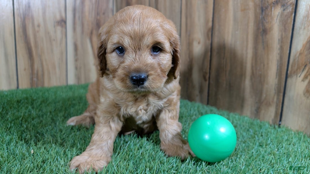 Cavapoo dogs for sale: Sprinkles Boy 1 - Image 10