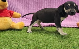 Catahoula Leopard Dog dogs for sale: Tess 2025 Female 1 - Image 18