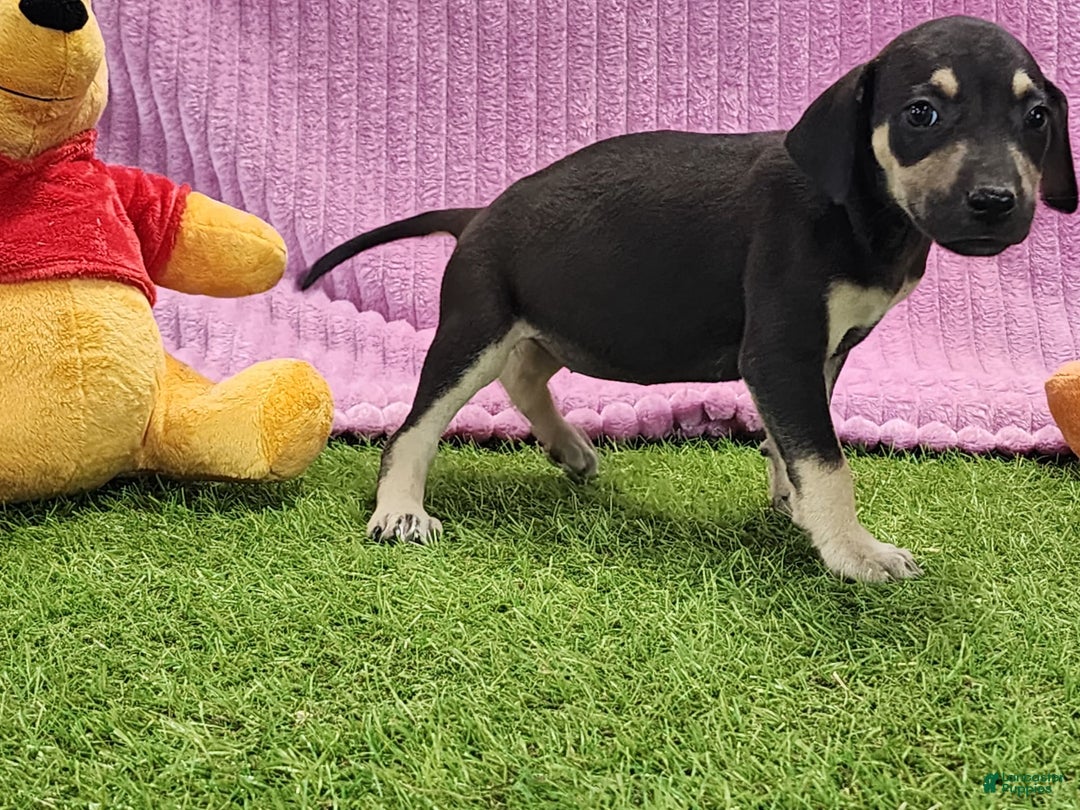 Catahoula Leopard Dog dogs for sale: Tess 2025 Female 1 - Image 18
