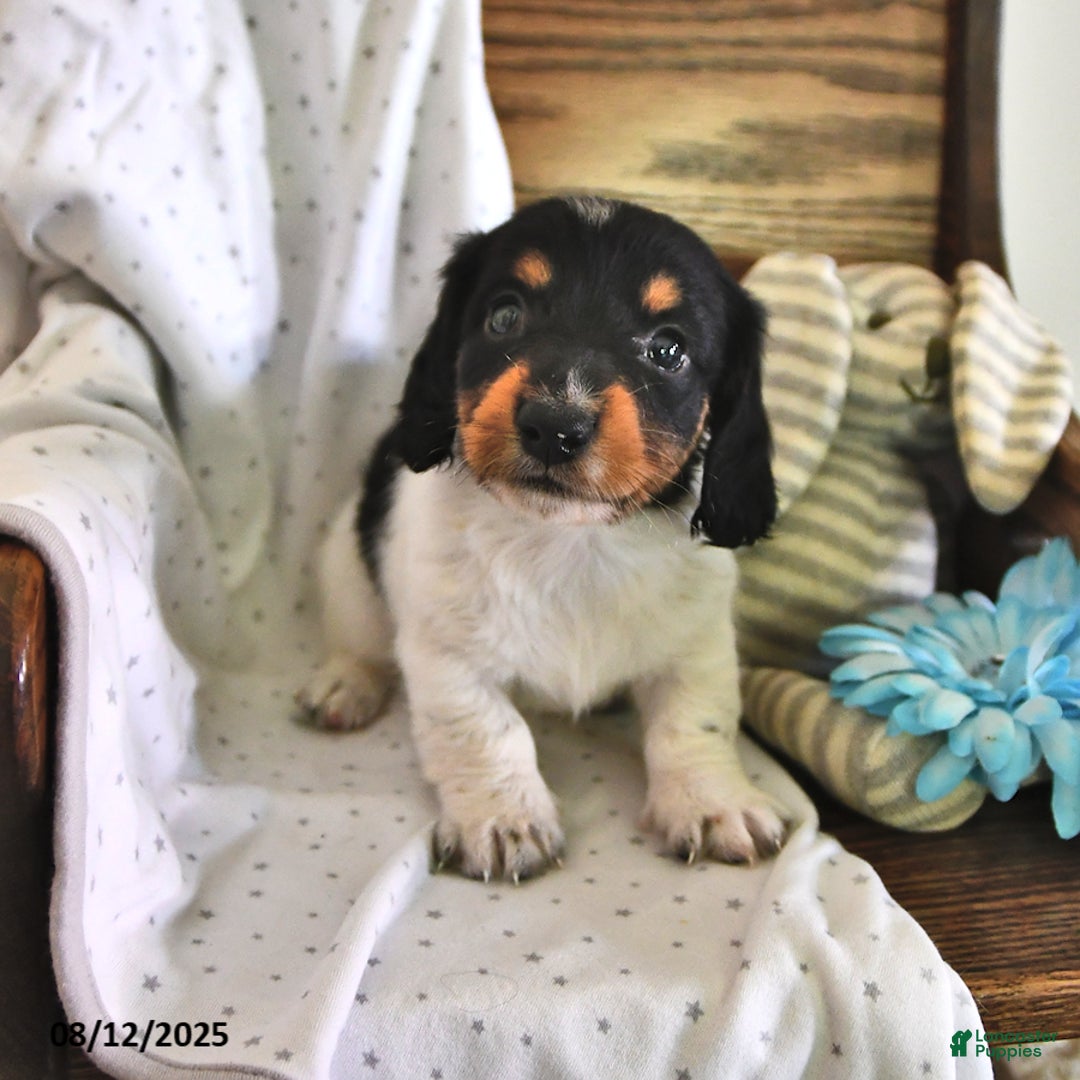 Miniature Dachshund dogs for sale: Timmy - Image 3