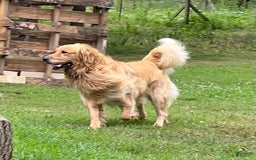 Golden Retriever dogs for sale: Scout - Image 7
