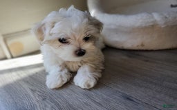 Maltese dogs for sale: Pepe - Image 3