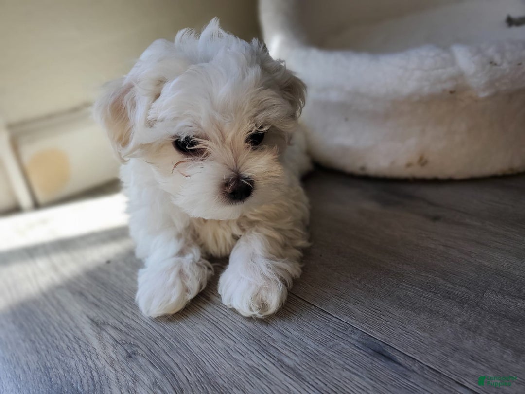 Maltese dogs for sale: Pepe - Image 3
