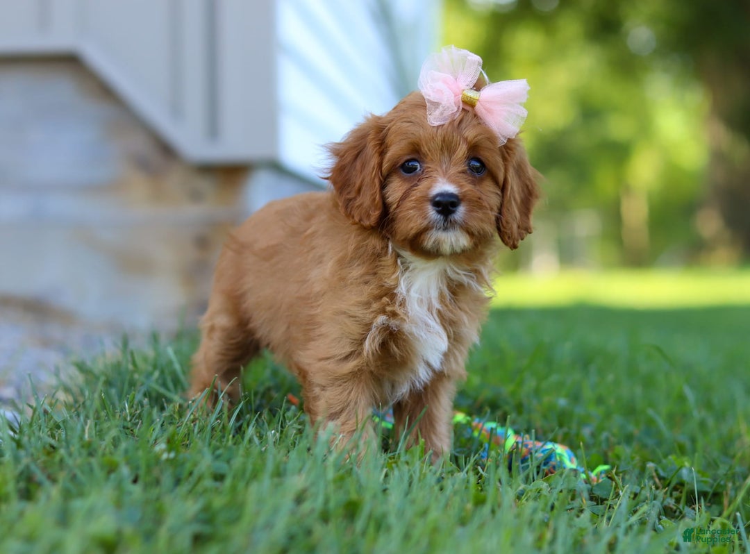 Cavapoo dogs for sale: Cavapoo 4 puppies - Image 32