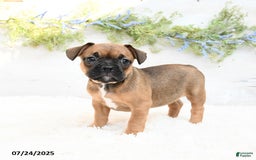 French Bulldog dogs for sale: Tash - Image 4
