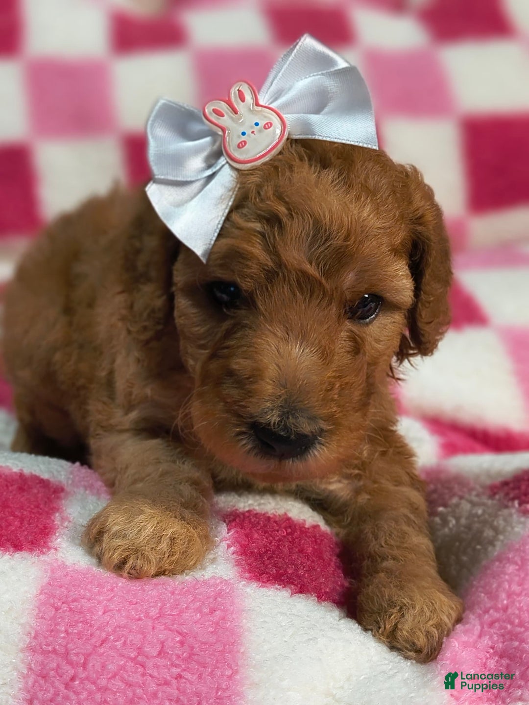 Mini Goldendoodle dogs for sale: Romi - Image 3