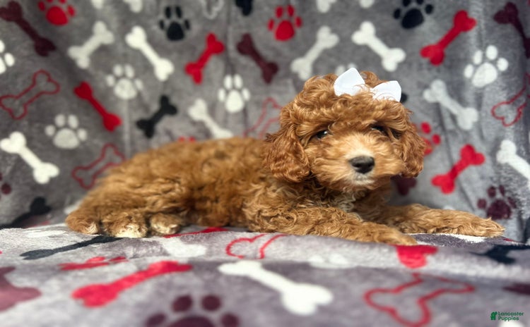 Cavapoo dogs for sale - Ad 2