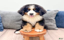 Bernese Mountain Dog dogs for sale: Ace - Image 2