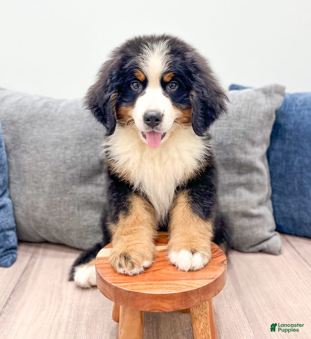 Bernese Mountain Dog dogs for sale: Ace - Image 2