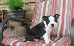 Frenchton dogs for sale: Tundra - Image 4