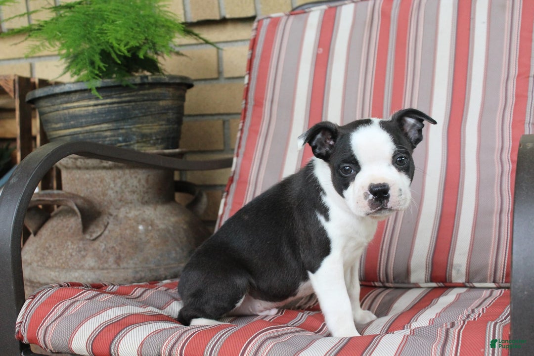 Frenchton dogs for sale: Tundra - Image 4