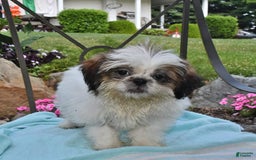 Shih Tzu dogs for sale: Spencer - Image 9