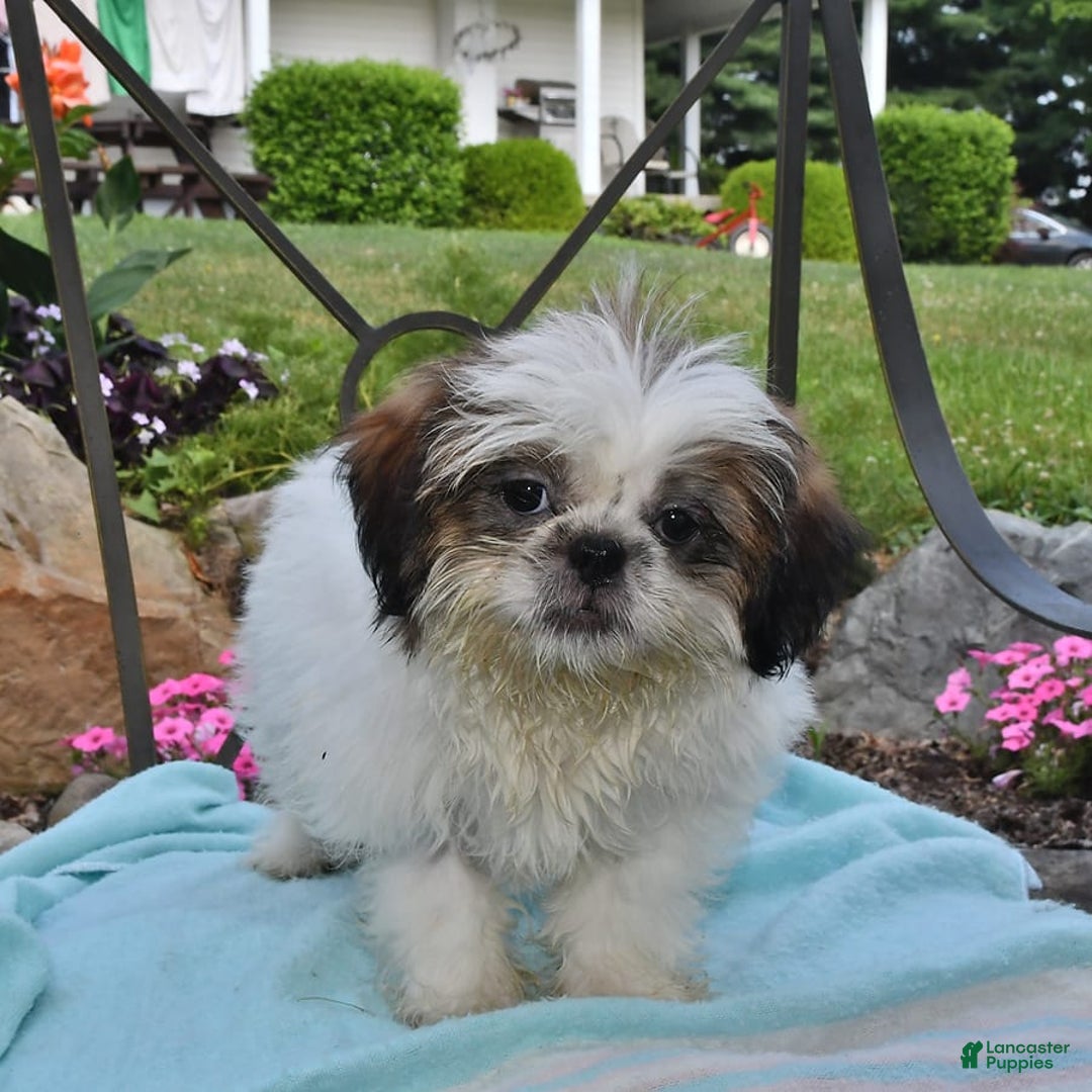 Shih Tzu dogs for sale: Spencer - Image 9