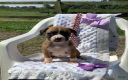 Boxer dogs for sale: Bella - Image 4