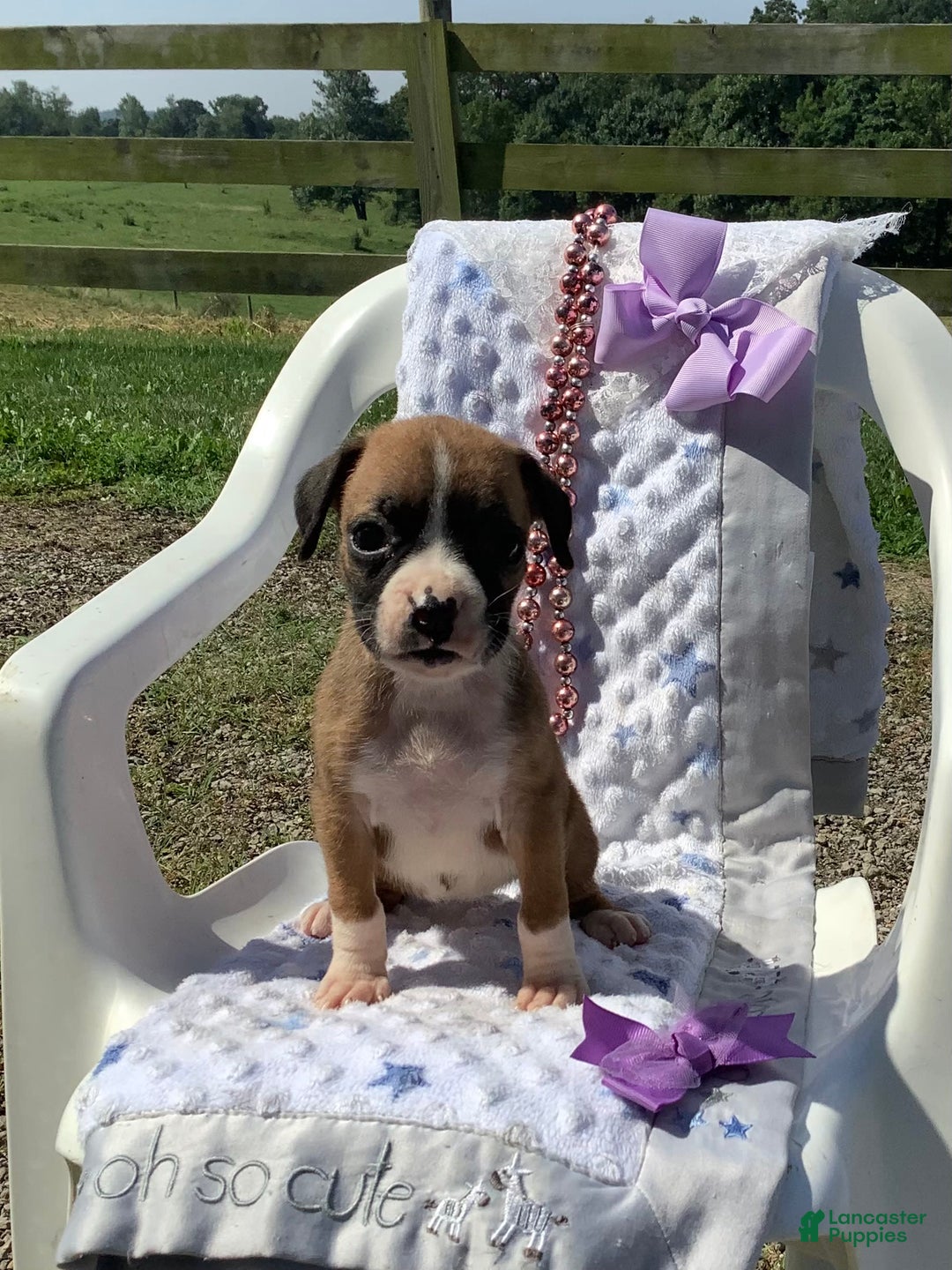 Boxer dogs for sale: Bella - Image 4