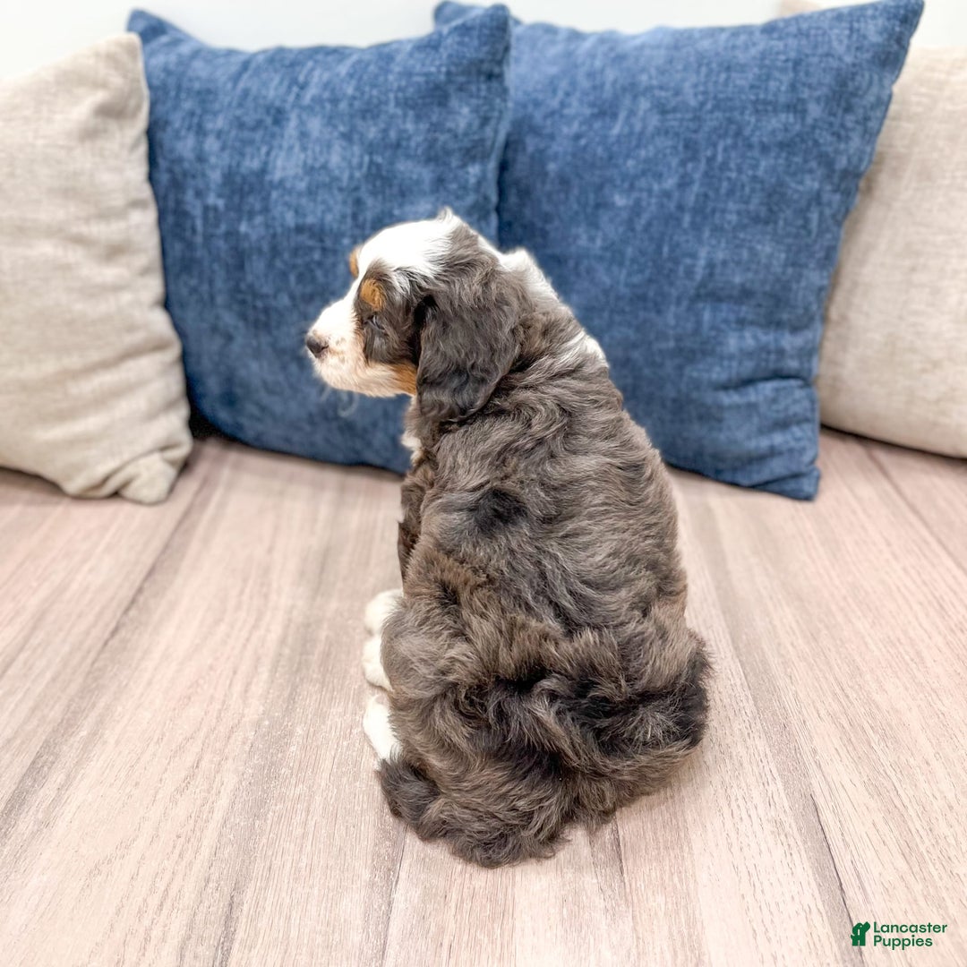 Mini Bernedoodle dogs for sale: Benson - Image 7