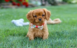 Cavalier King Charles Spaniel dogs for sale: Sadie - Image 10