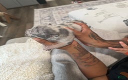 French Bulldog dogs for sale: Hero - Image 9