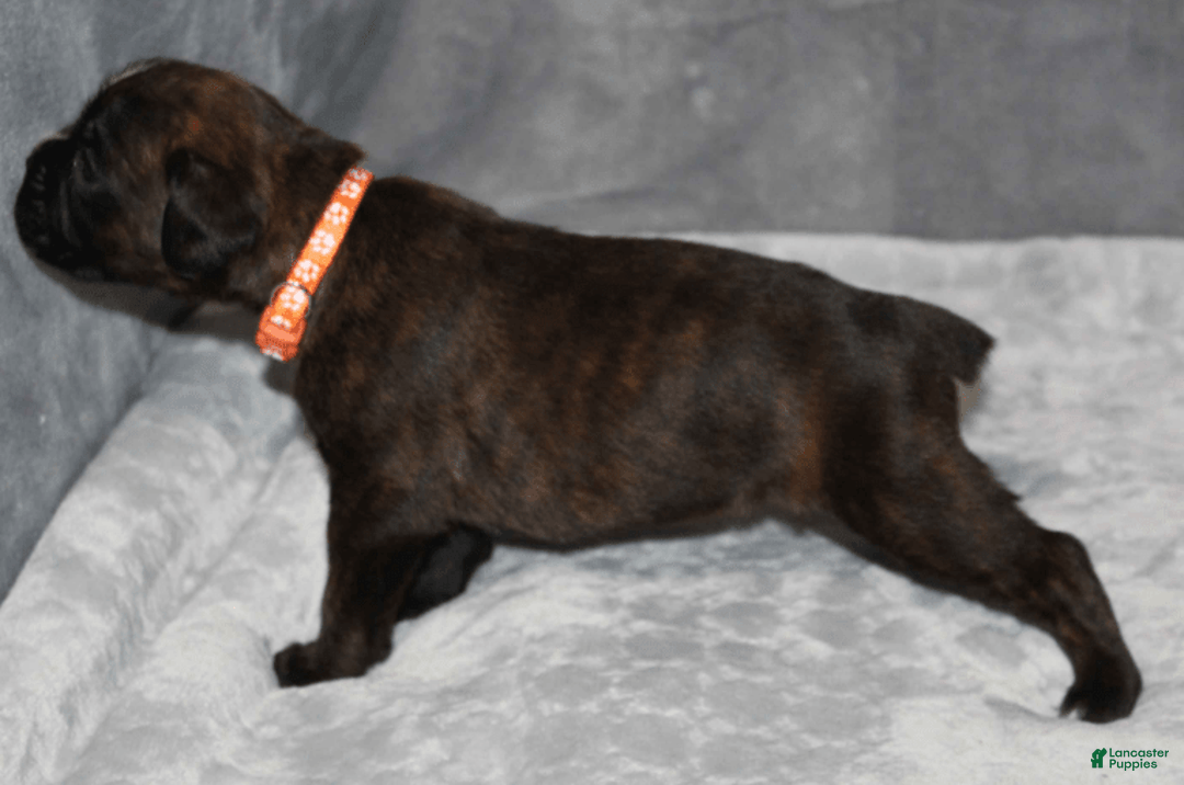 Boxer dogs for sale: Orange Collar Male - Image 4