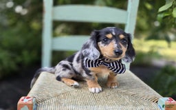 Miniature Dachshund dogs for sale: Edwin - Image 3