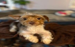 Yorkshire Terrier dogs for sale: Ella - Image 7