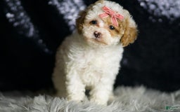 Maltipoo dogs for sale: Winona - Image 2