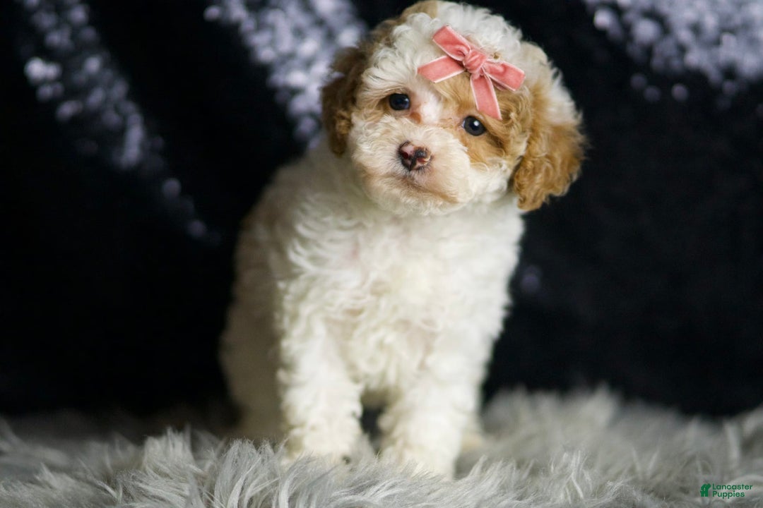 Maltipoo dogs for sale: Winona - Image 2