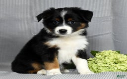 Miniature Australian Shepherd dogs for sale: Aurora - Image 1