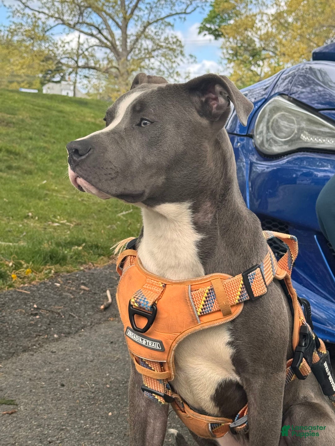 American Bully dogs for sale: Zeus - Image 1