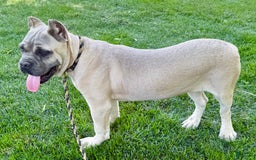 Cane Corso dogs for sale: Georgia - Image 28