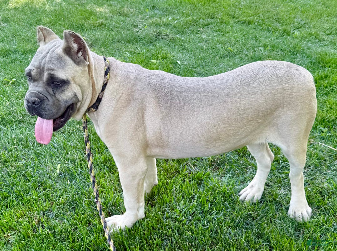 Cane Corso dogs for sale: Georgia - Image 28