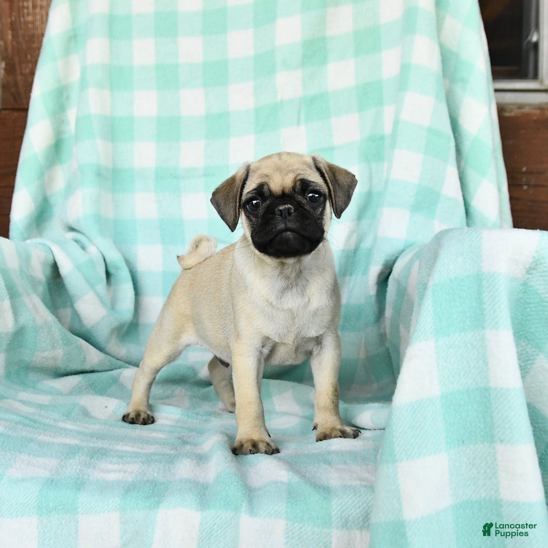 Pug dogs for sale: Nugget - Image 2