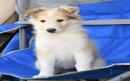 Collie dogs for sale: Penny - Image 4