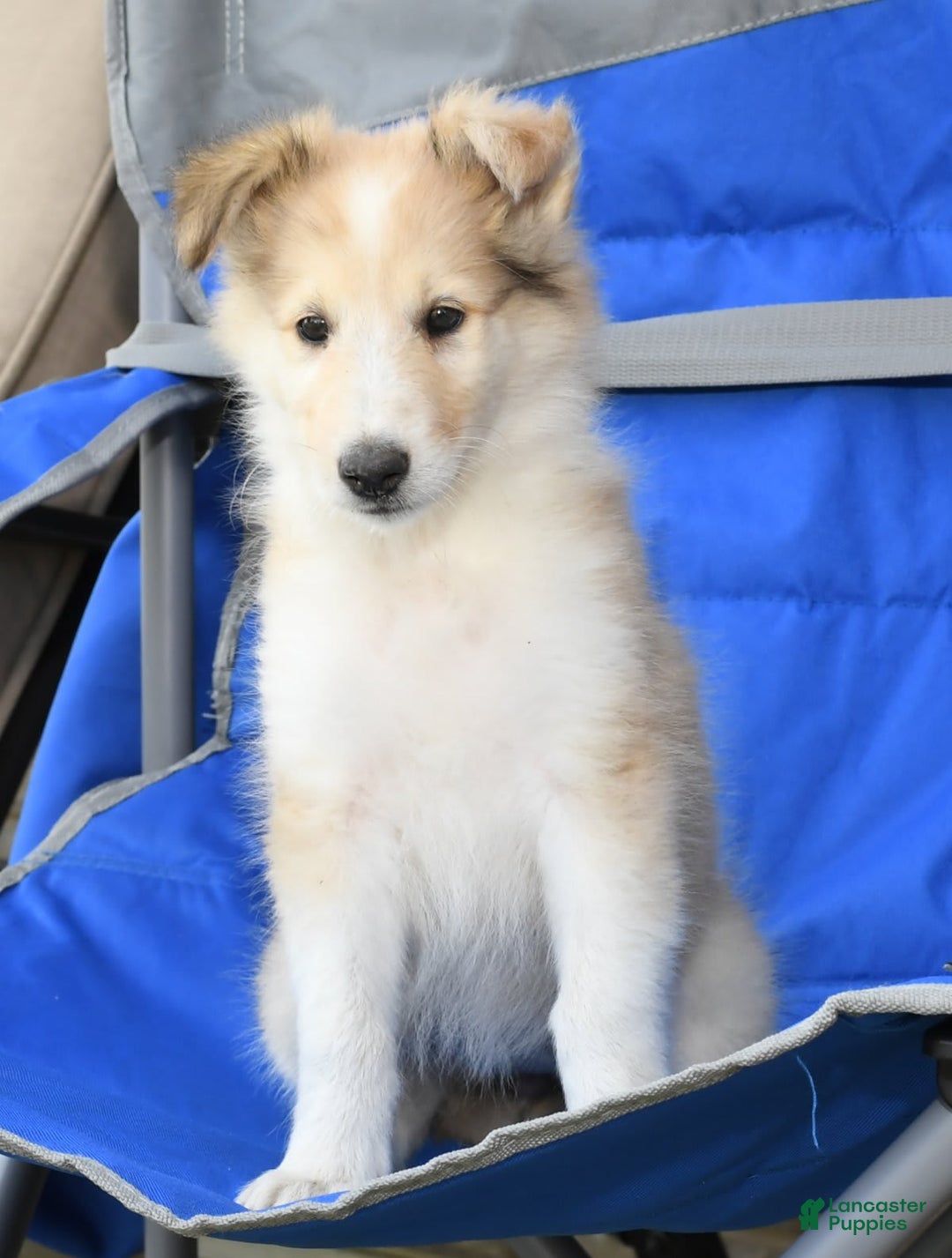 Collie dogs for sale: Penny - Image 4