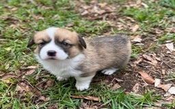 Welsh Corgi Pembroke dogs for sale: Girl One - Image 1
