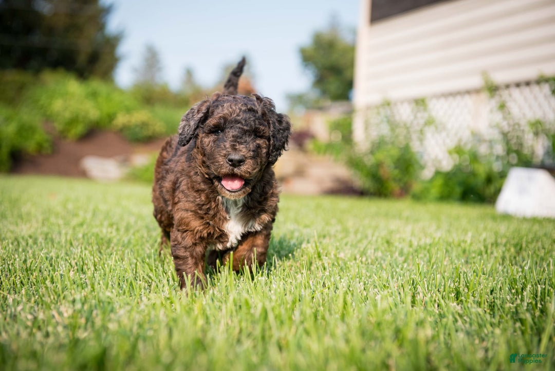 Goldendoodle dogs for sale: Shooter - Image 12