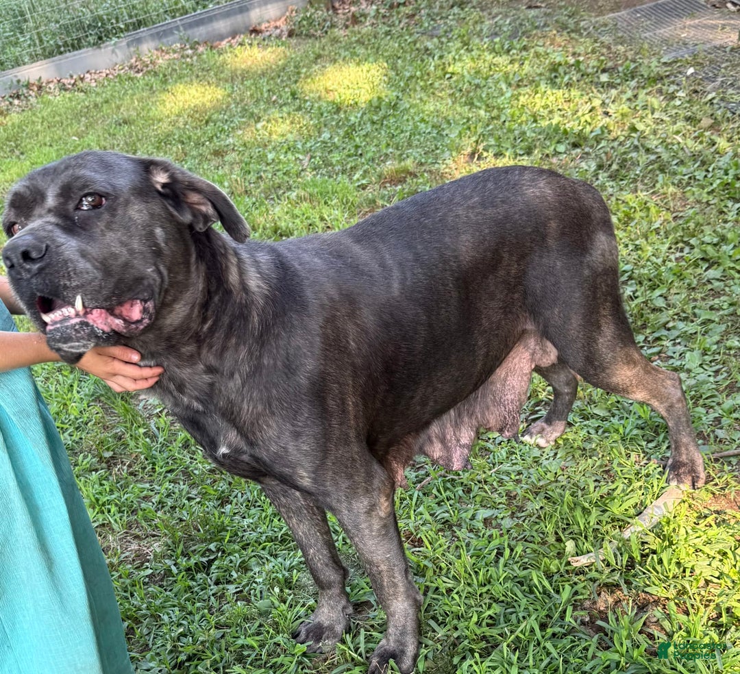 Cane Corso dogs for sale: Ace - Image 5