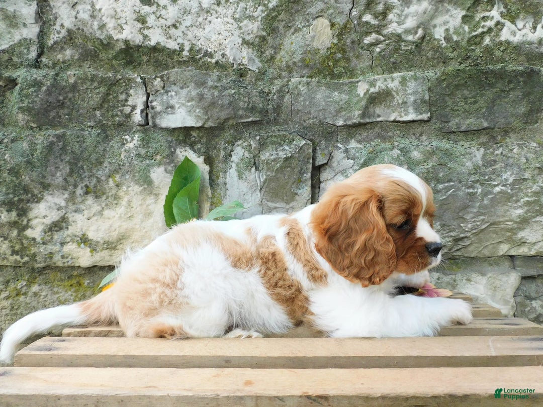 Cavalier King Charles Spaniel dogs for sale: Hunter - Image 4