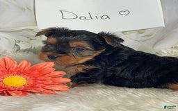 Yorkshire Terrier dogs for sale: Dahlia - Image 4