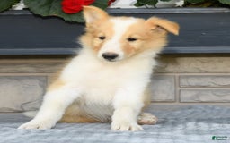 Collie dogs for sale: Parker - Image 7